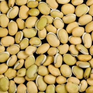 Lablab Bean / Kacang Makmal Lab